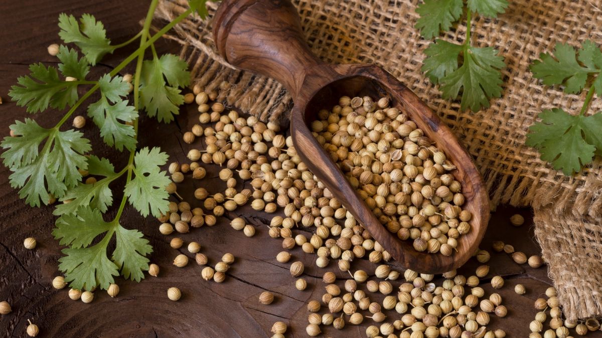 Coriander