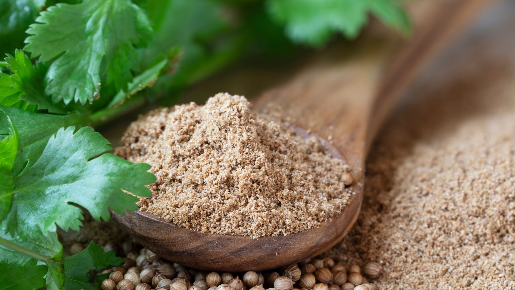 Coriander spice