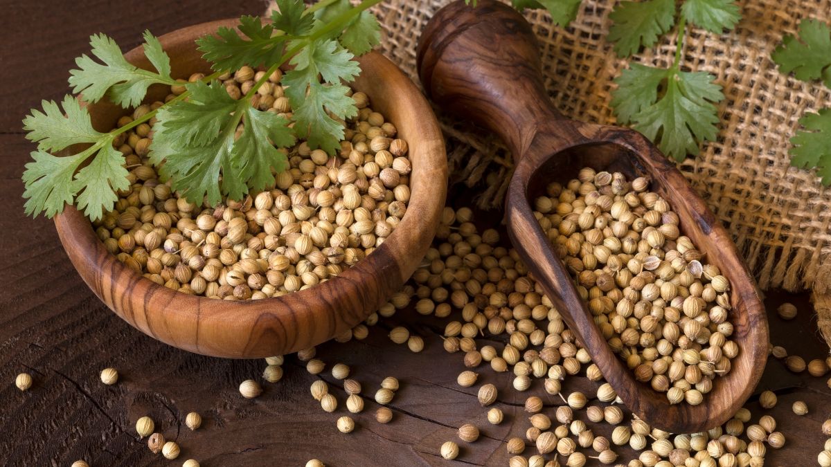 coriander spice