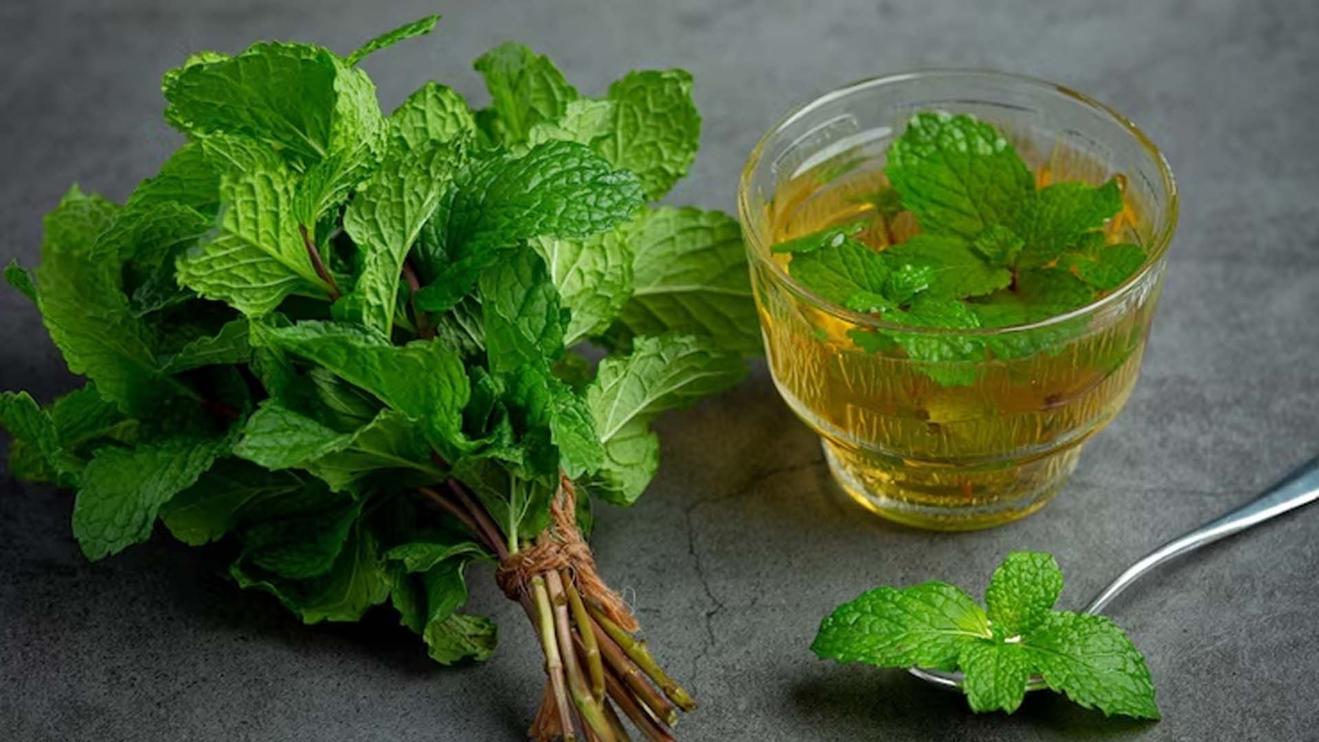 MINT LEAVES