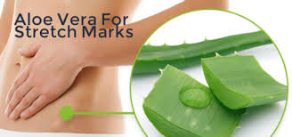 Aloevera fights skin aging