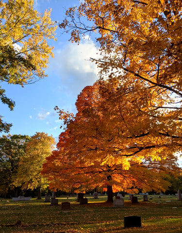 trees in autumn with leaves of gold and orange