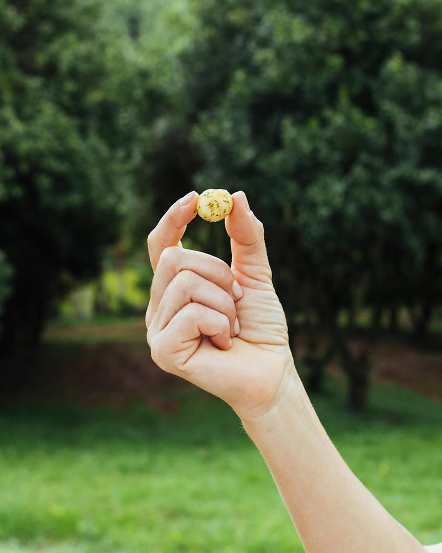 Brookfarm Macadamia nut without shell held between fingers of woman with Macadamia orchard in the backaground. 