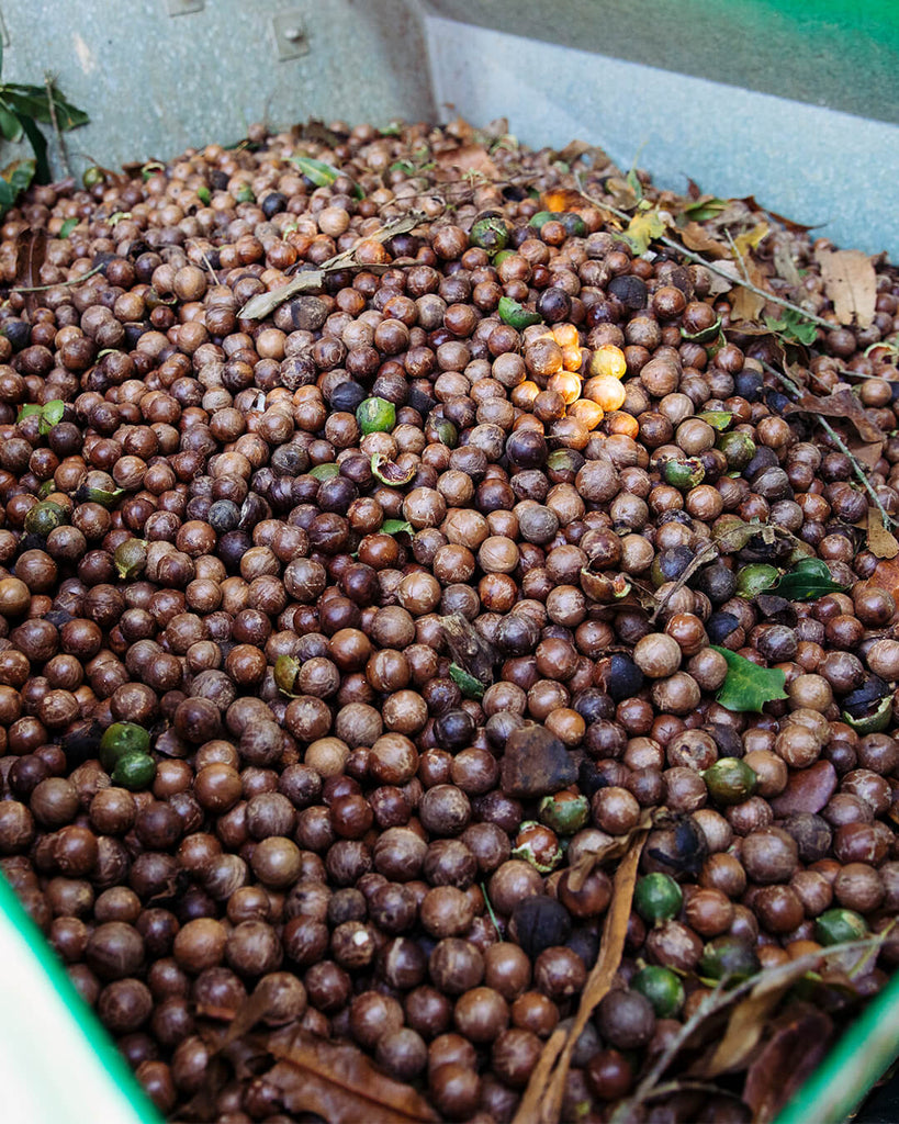 Macadamia harvestor collects macadamia nuts on the Brookfarm farm