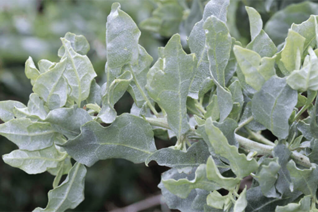 Brookfarm native ingredients close up on saltbush