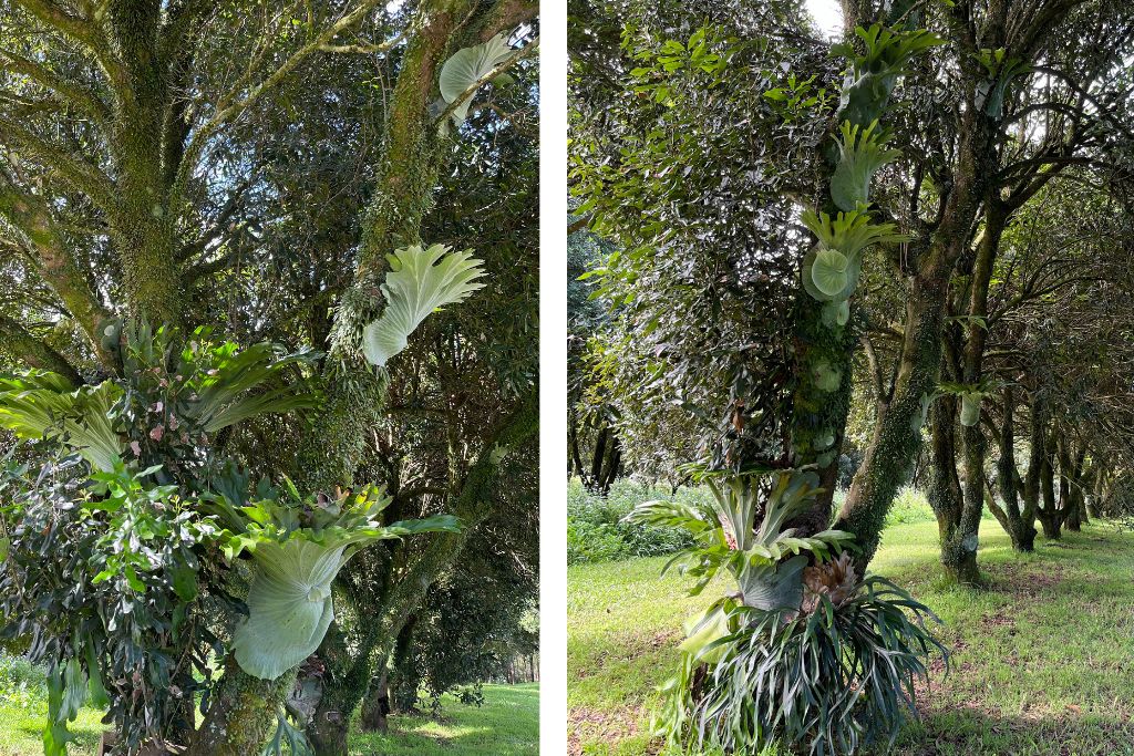 Brookfarm Macadamia Trees Biodiversity
