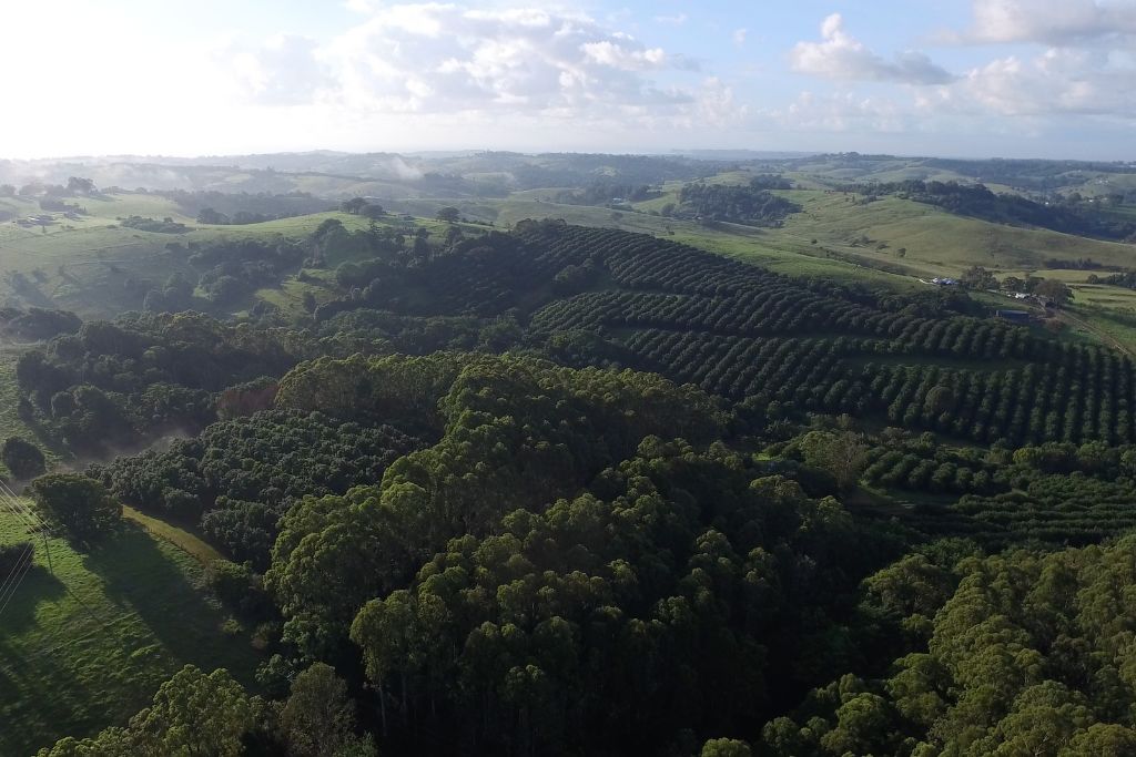 Brookfarm Biodiversity Macadamias