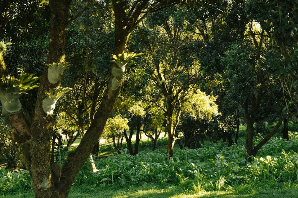 Brookfarm Biodiversity Macadamia Trees