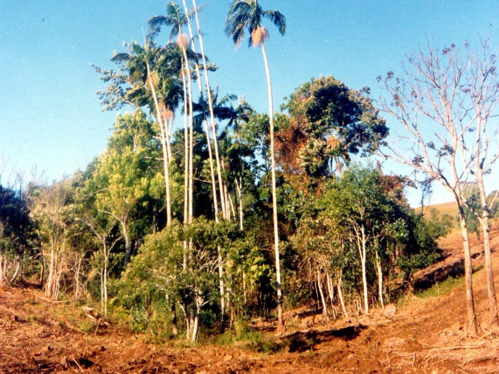 Brookfarm Before Remnant of Big Scrub