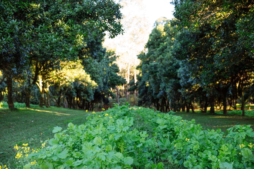 long rooted vegetables planted in between macadamia orchard rows