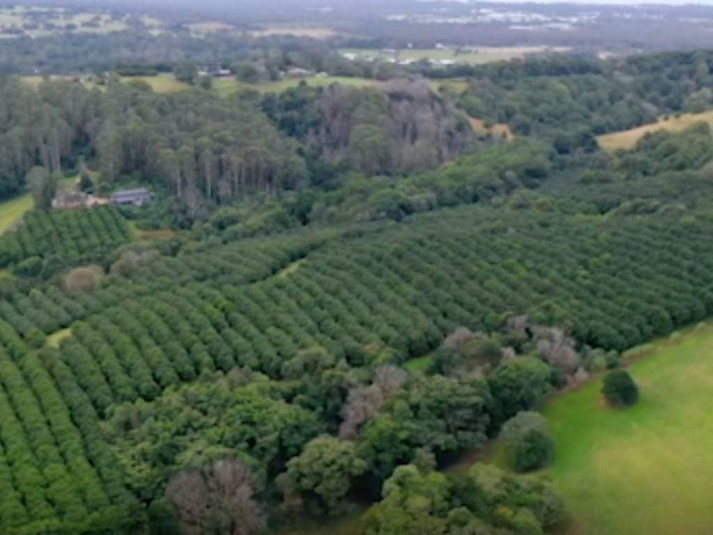 Macadamias in the Rainforest Gardening Australia ABC Brookfarm Pam and Martin Brook