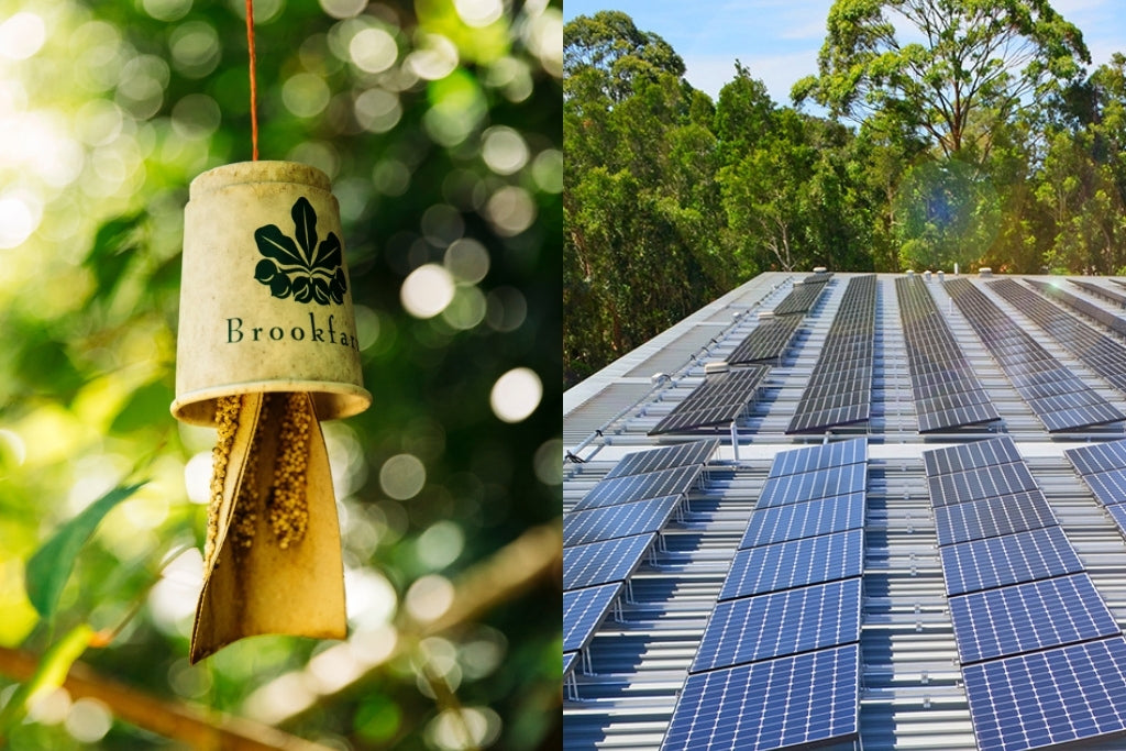 Natural Farming practises, biodiversity environmental practises including trichogramma wasps for natural pest eradication and solar panels on our Bakehouse in Byron Bay