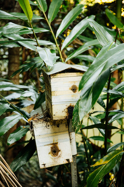 Brookfarm Native Bees not European Bees pollination biodiversity