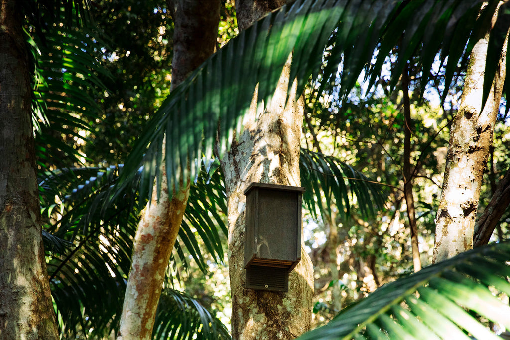 Wildbnb bird box strapped to gum tree with palm trees in the foreground