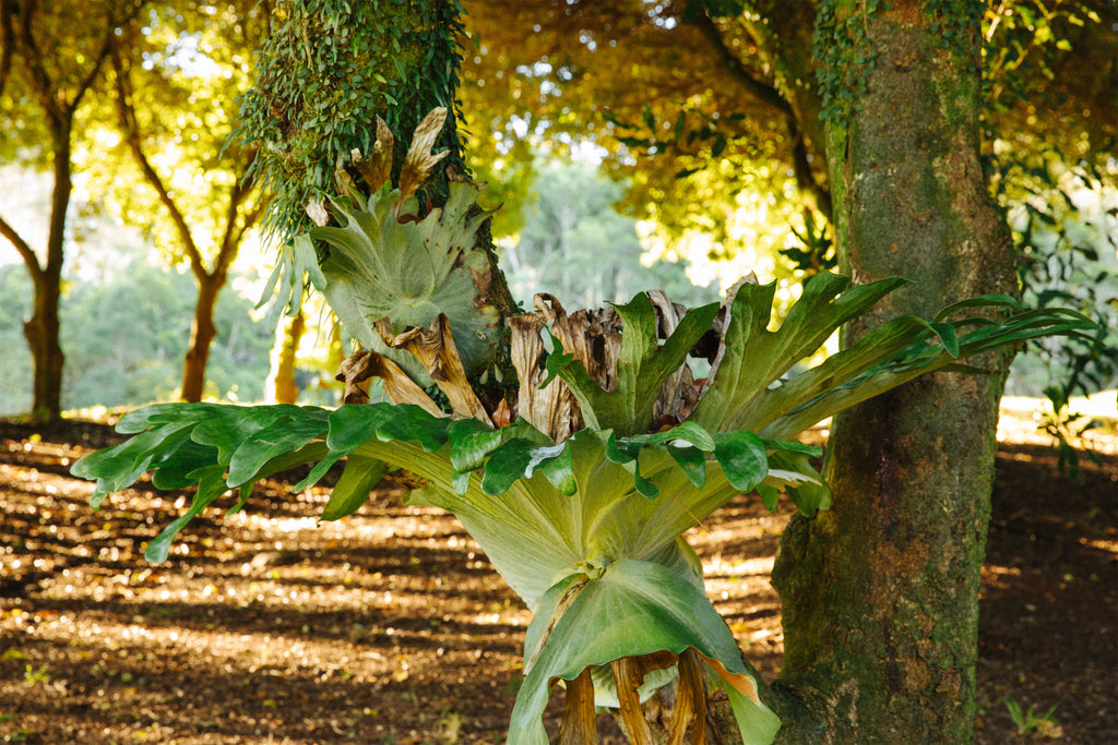 Biodiversity on the Brook family farm with an endangered Staghorn growing on the macadamia tree during sunset