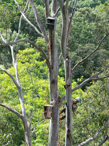 Two fully installed Wildbnb habitat boxes on eucalypt tree