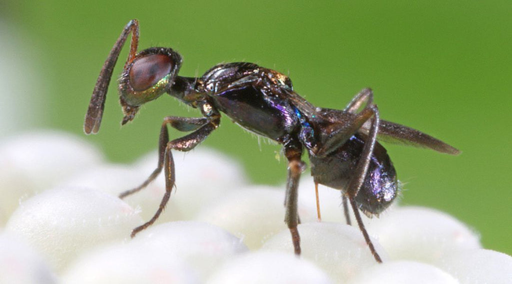 Integrated pest management and biodiversity at Brookfarm parasitic wasps