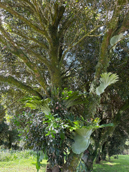 Brookfarm's Macadamia Trees in natural rainforest state encouraging biodiversity