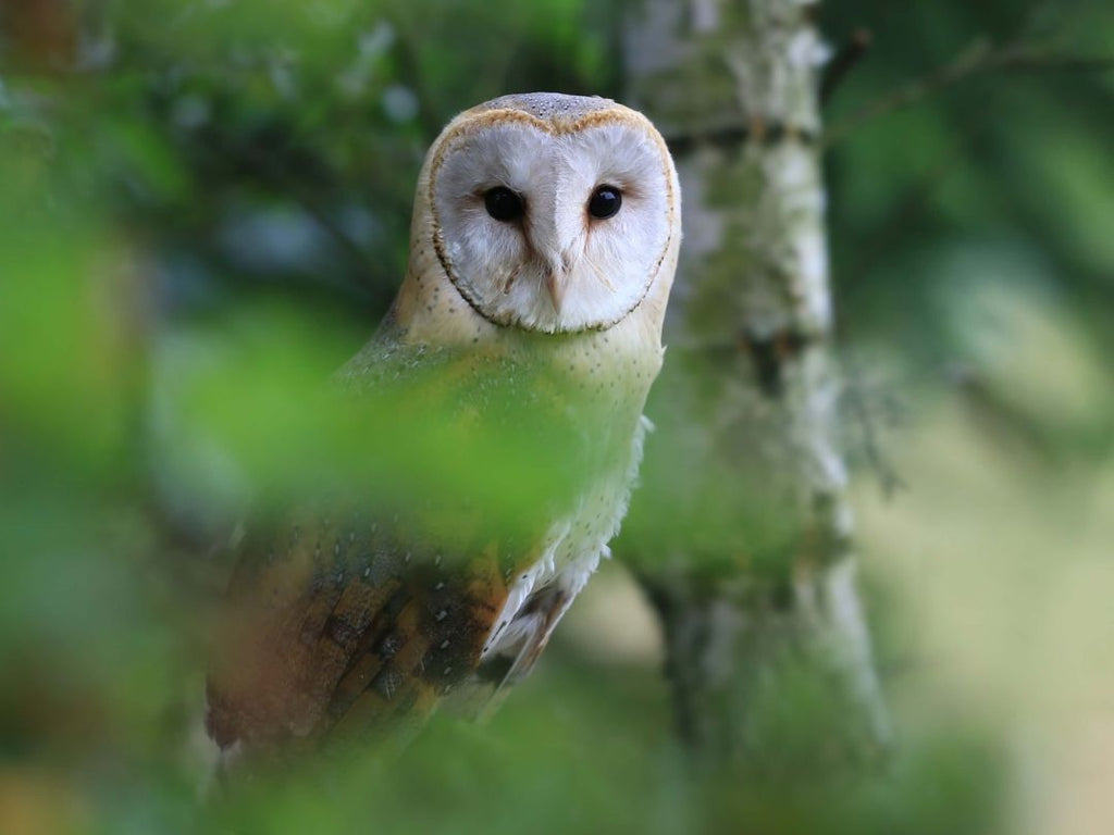 Barn Owl shutterstock Brookfarm encouraging biodiversity no baiting rats