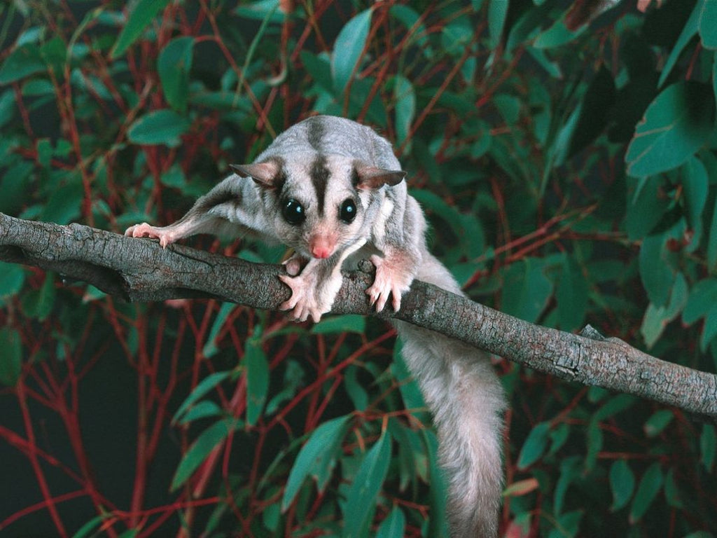 sugar glider encouraging biodiversity at Brookfarm