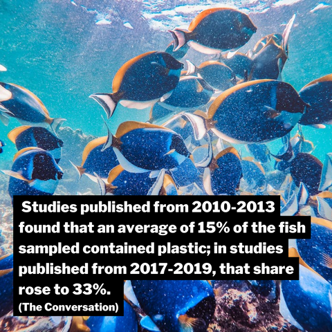 graphic with dory fish in background reads studies published from 2010-2013 found that an average of 15% of the fish sampled contained plastic; in studies 2019-2019 that share rose to 33%, source the conversation