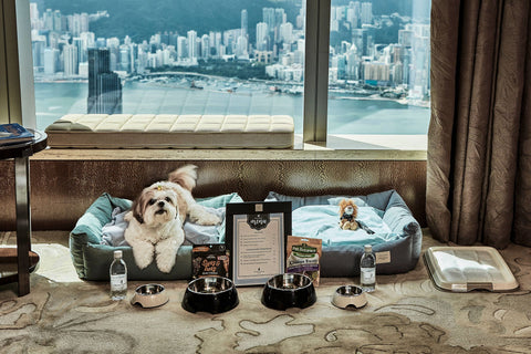 luxury hotels for pets - ritz carlton