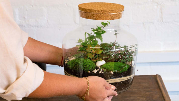 The Ideal Placement for Your Closed Terrarium at Home