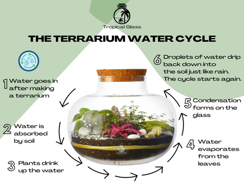 How to Make a DIY Moss Terrarium - Self-Sustaining Ecosystem