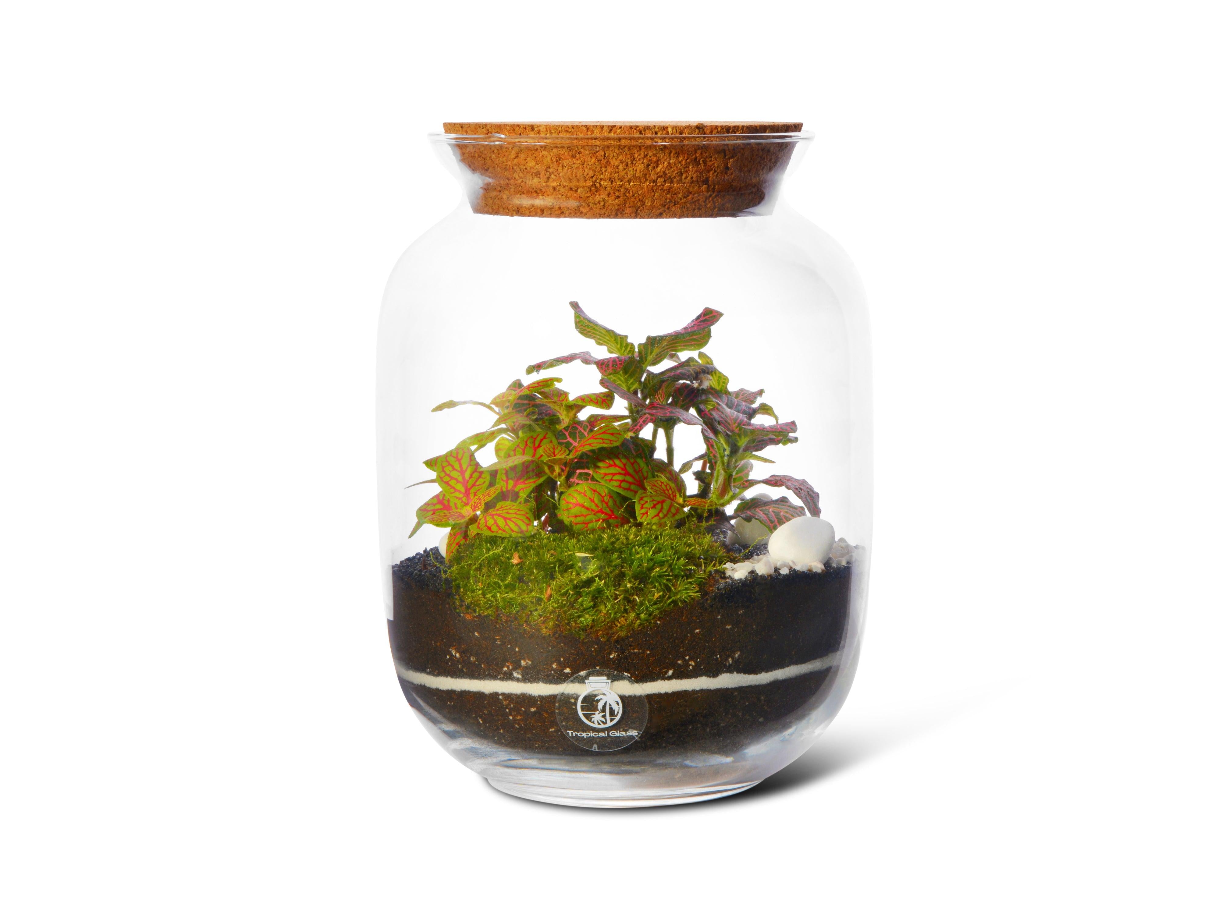 Live Cushion Moss for Terrariums