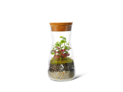 DIY Terrarium Kit with Jar and Plants, Small Bottle Terrarium Kit, 'Porto', Tropical Glass