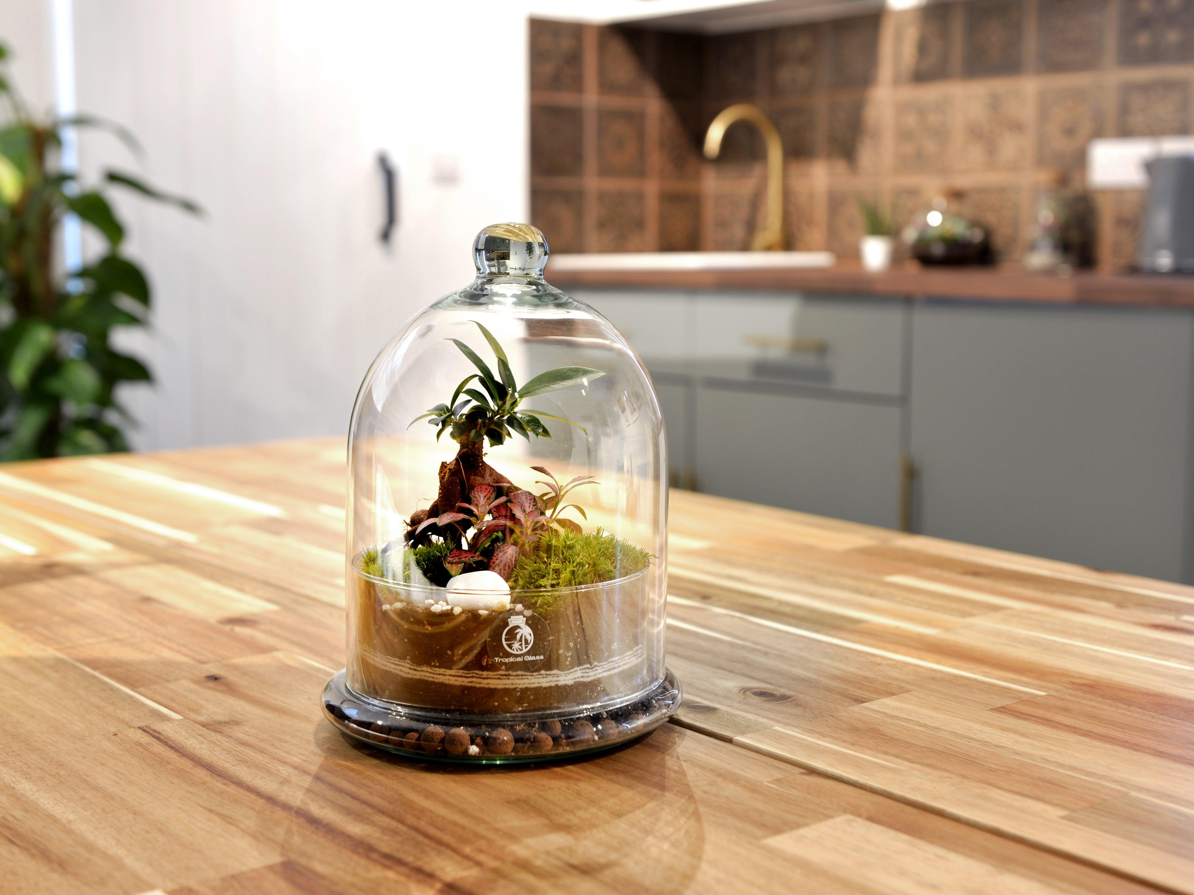 Closed DIY Terrarium Kit with Glass Lid and Bonsai Tropical Glass