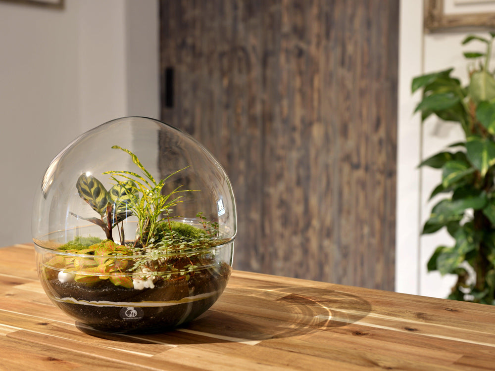 DIY Terrarium kit - an excellent gift – Tropical Glass