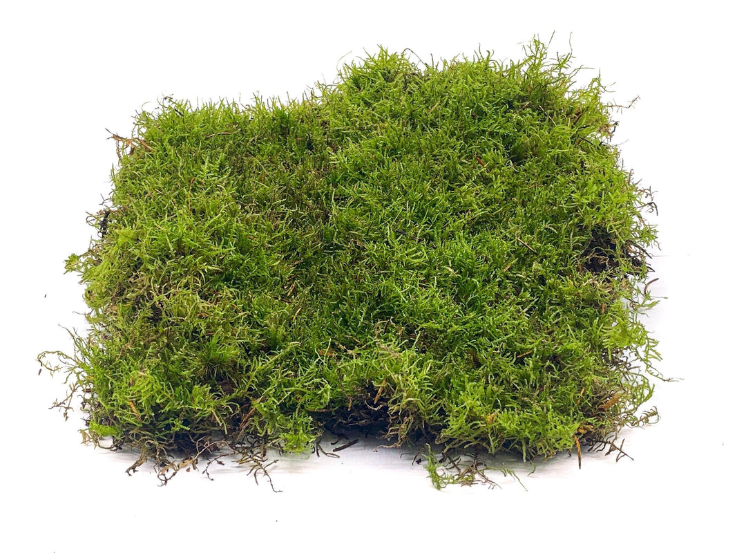 Lush Live Cushion Moss Premium Live Bun Moss for Terrarium Lovely Large Moss  Pieces Live Moss for Terrariums Terrarium Supplies -  Finland