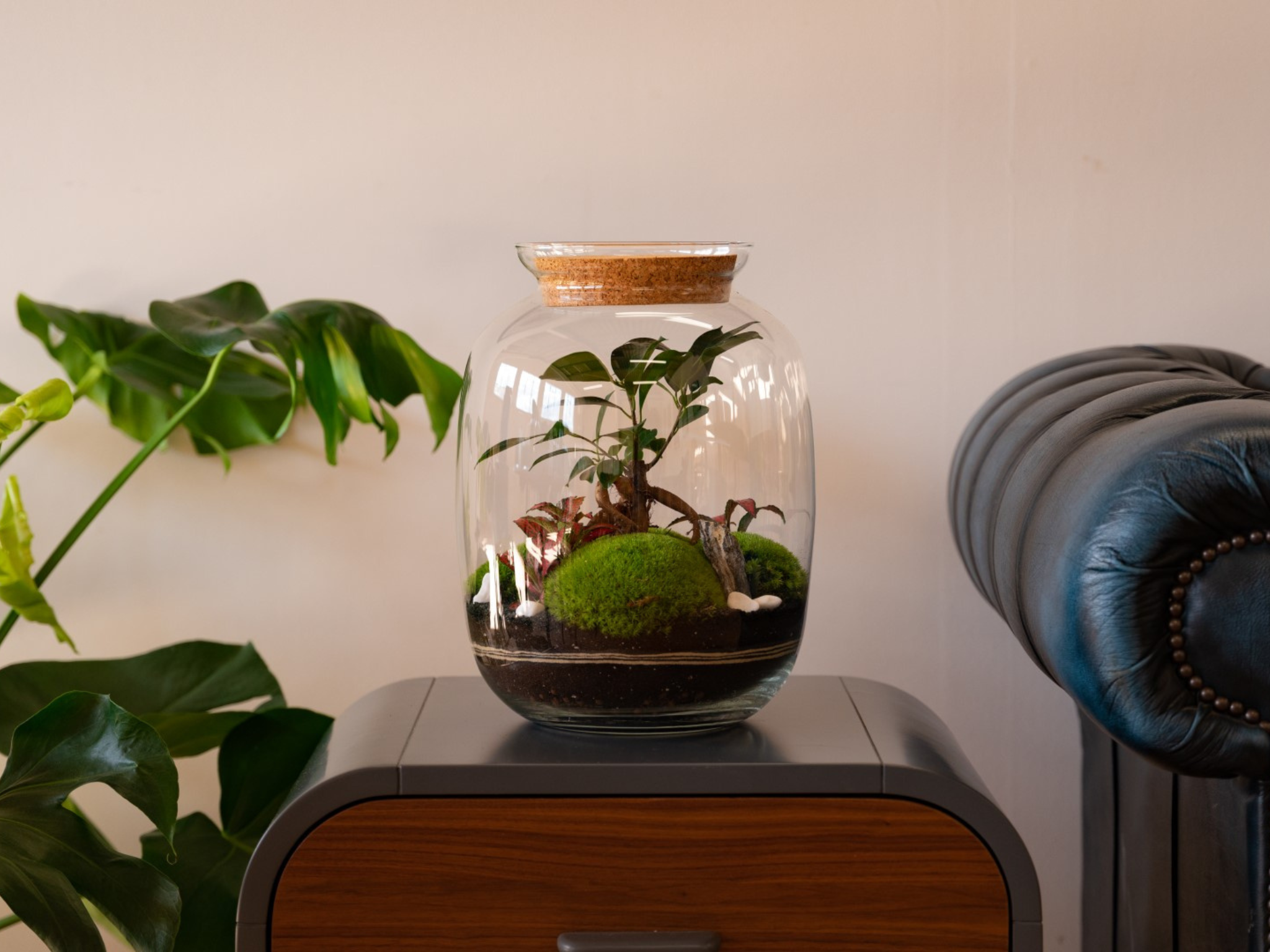 DIY Terrarium Kit: Build Your Own Terrarium with Ficus Bonsai