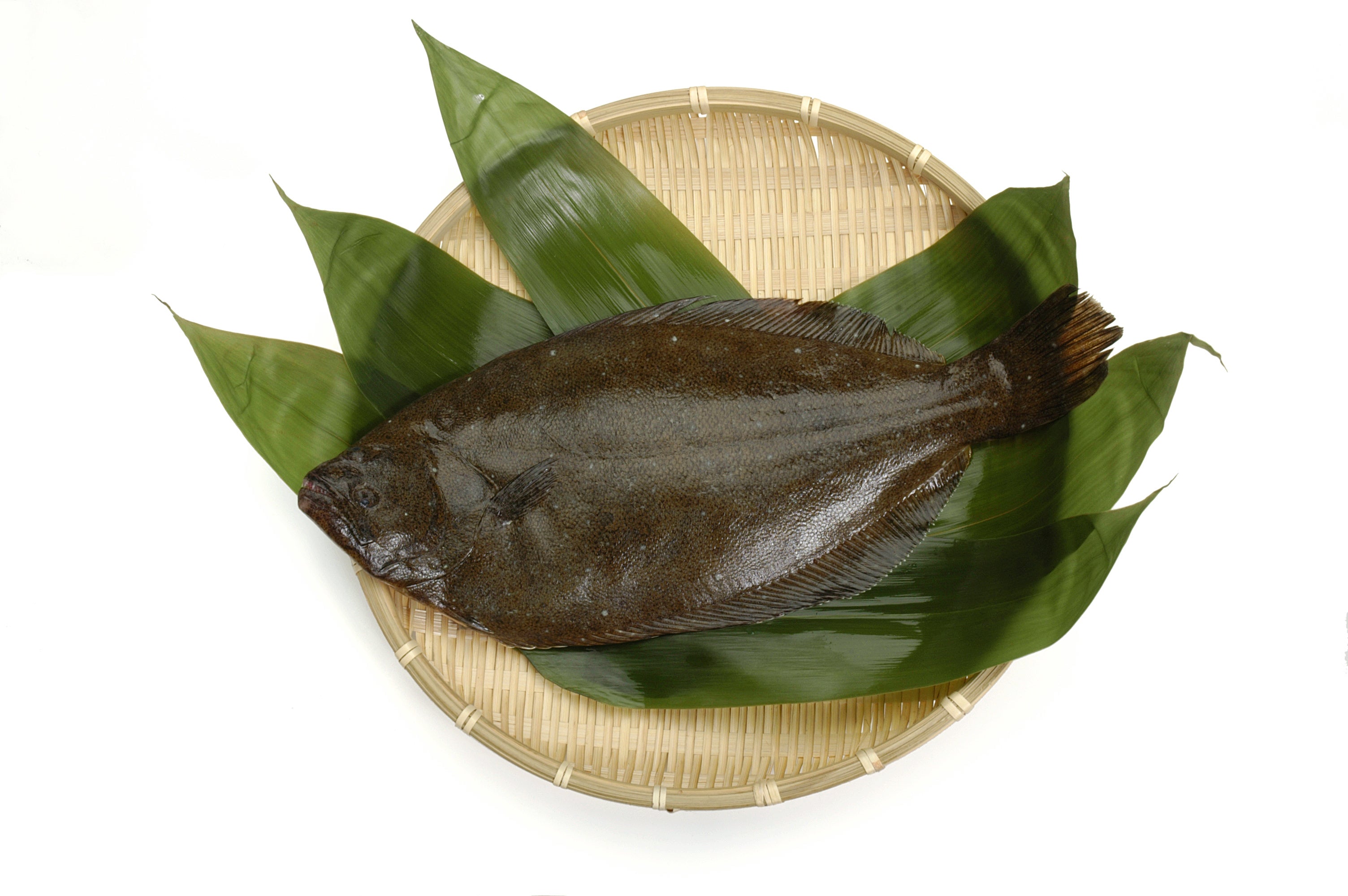 三重産 水揚げ翌日到着！自宅で高級魚 平目 2~3人前【三重漁連