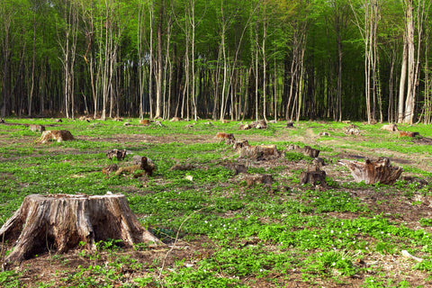 Le chanvre pour lutter contre la déforestation