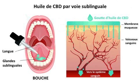 Comment prendre l'huile de CBD