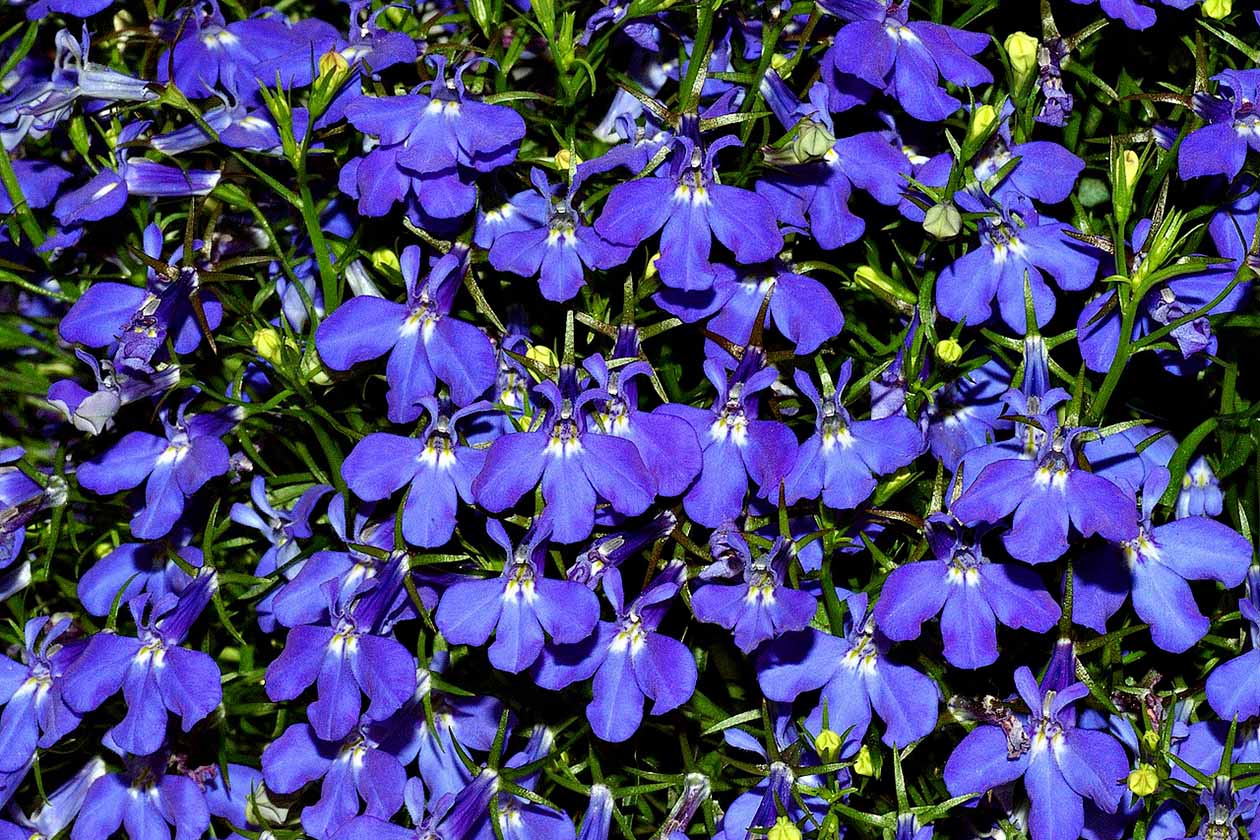 bunch of Lobelia flowers