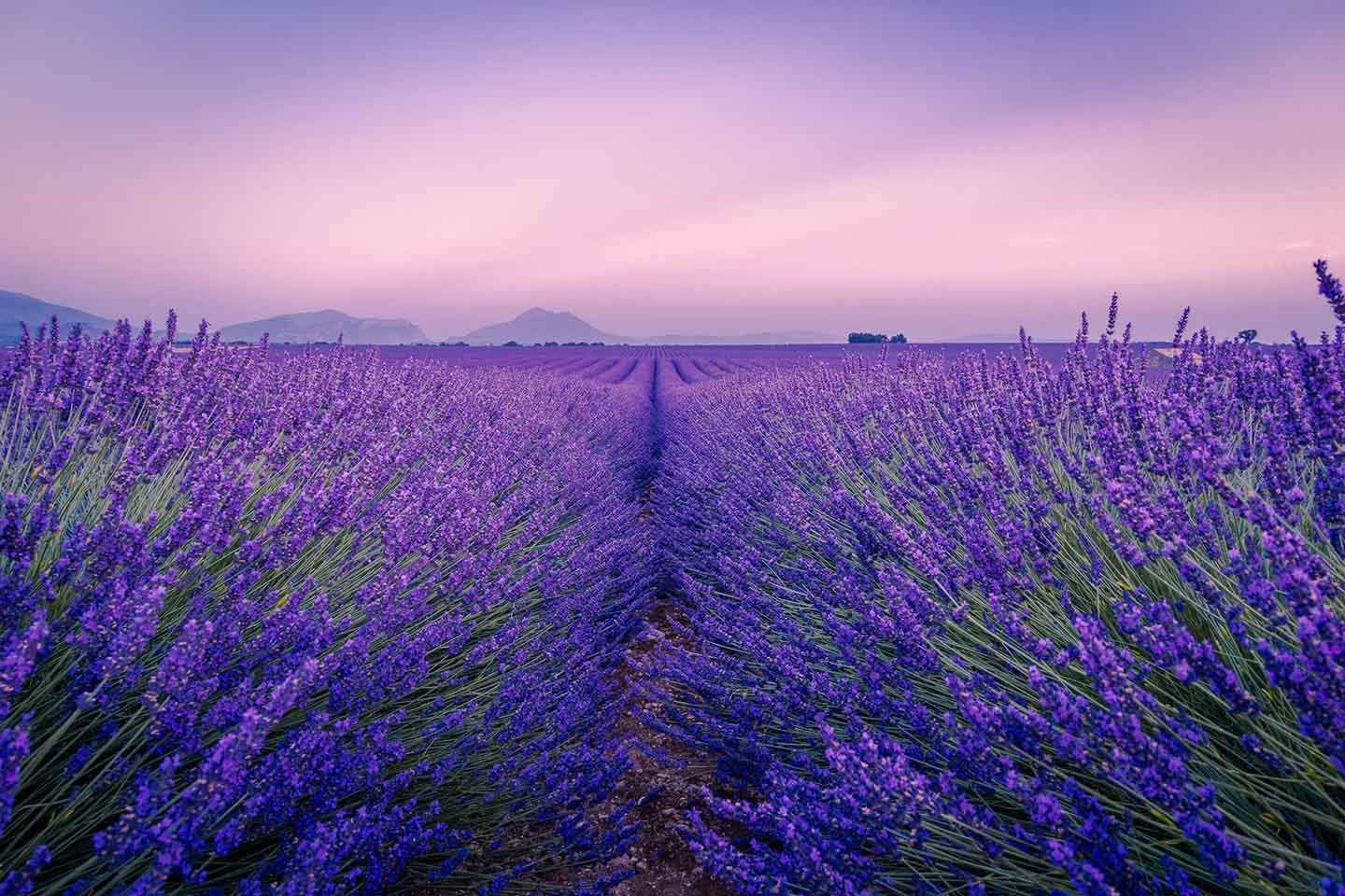 lavender field