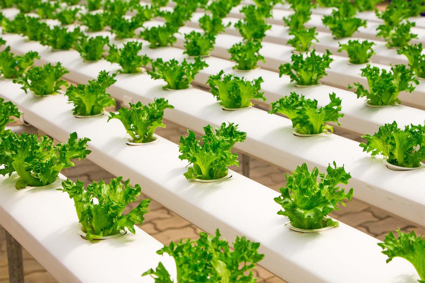 Rows of green plants in greenhouse