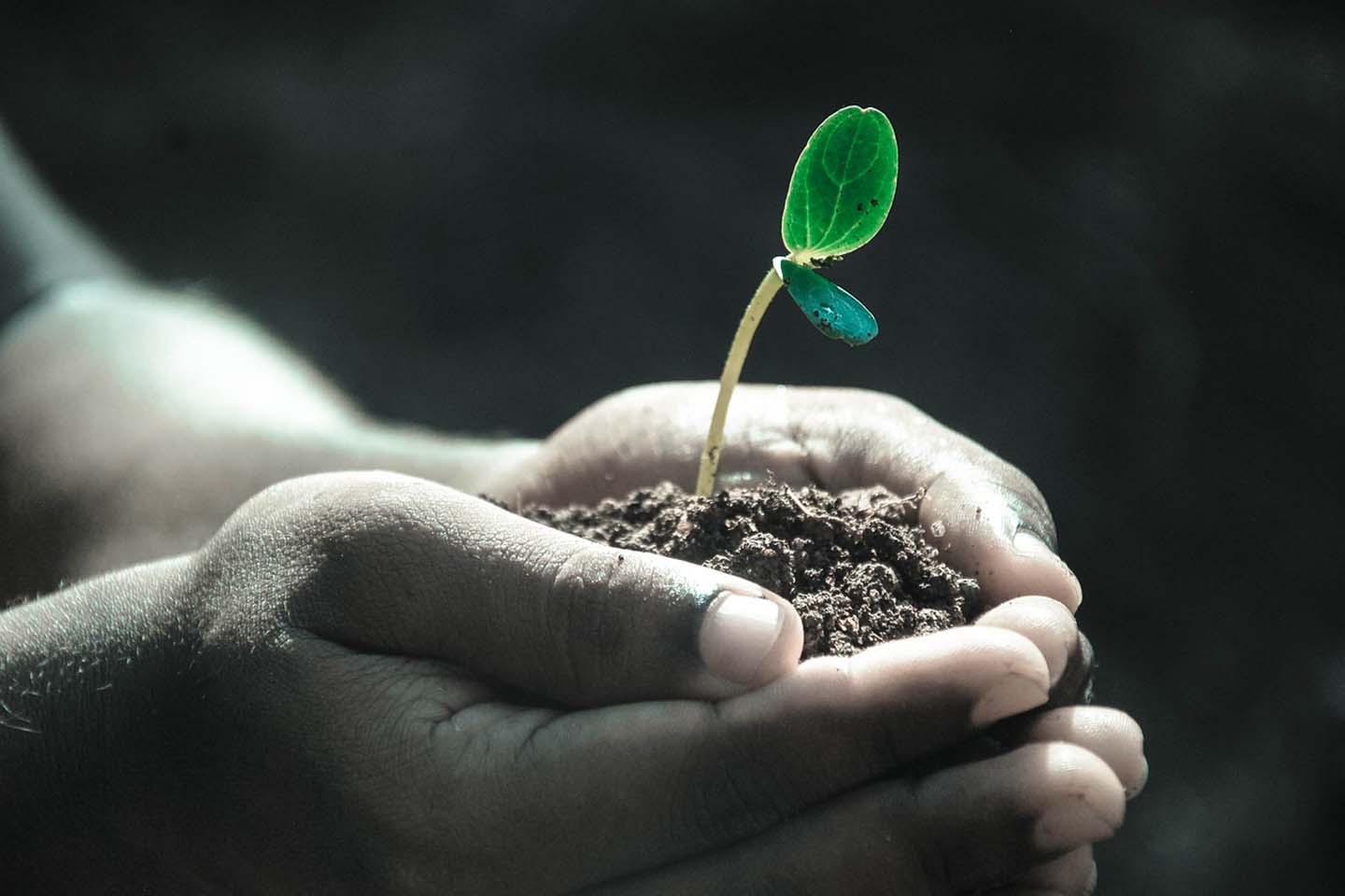 Hands holding soil and plant