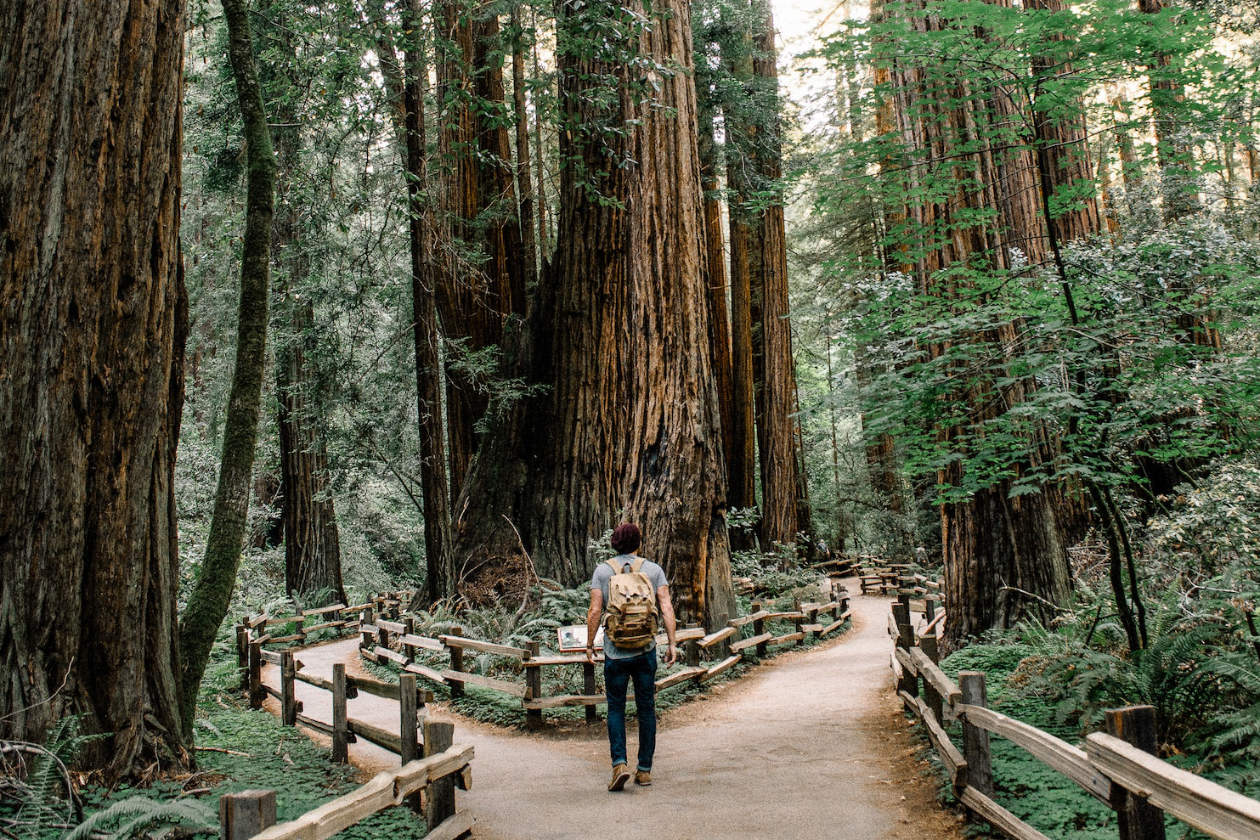 A man in gray shirt standing in the middle of Muir Woods National Monument trail.