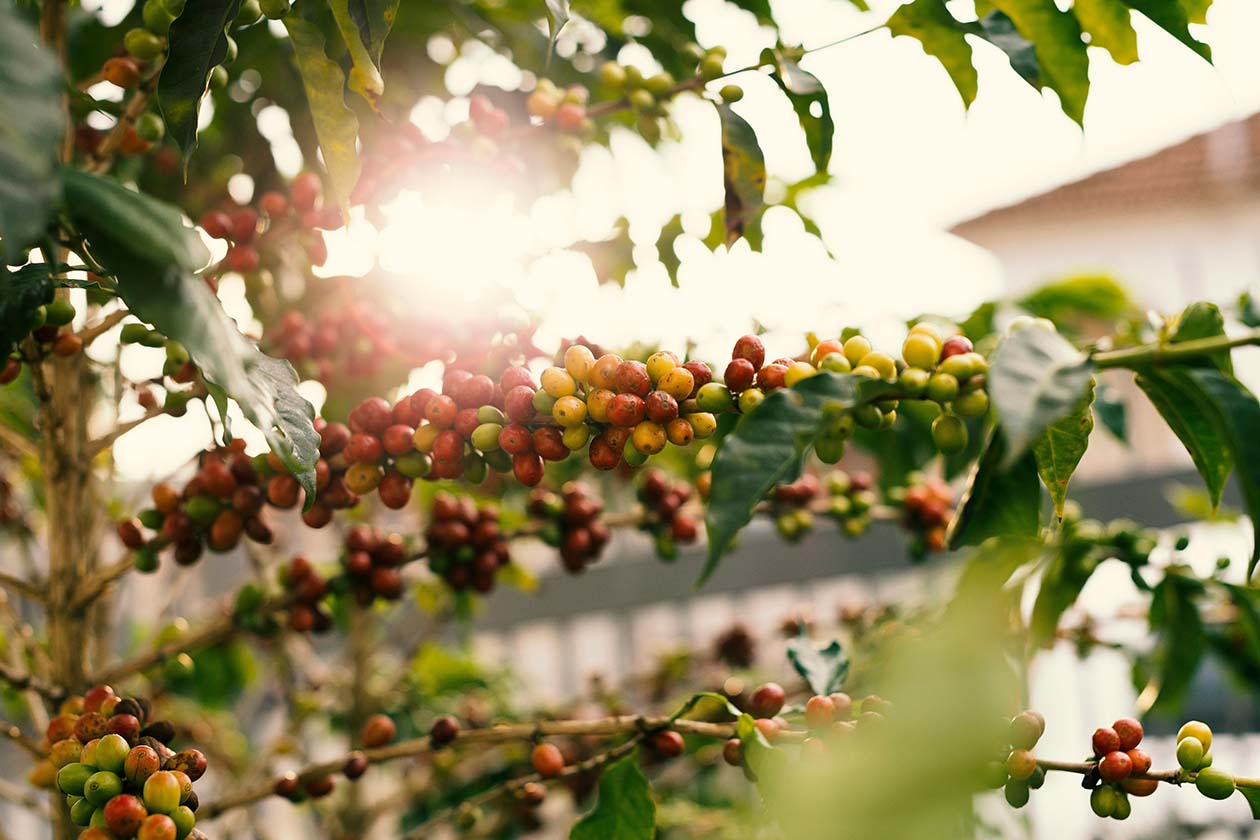 red and yellow coffee berries on a branch with sunlight peeking through