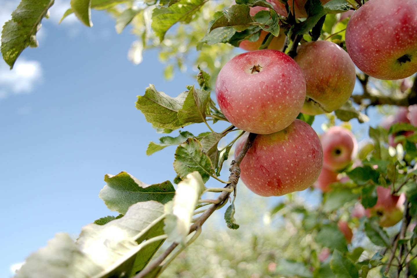 a close up photo of an apple tree branch with its fruits hanging