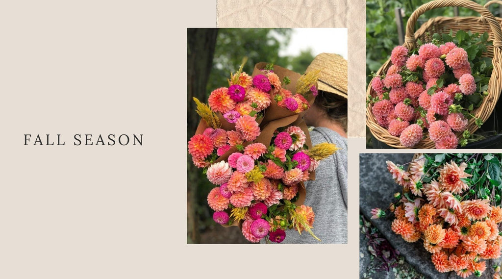 cross-street-flower-farm-fall-flowers