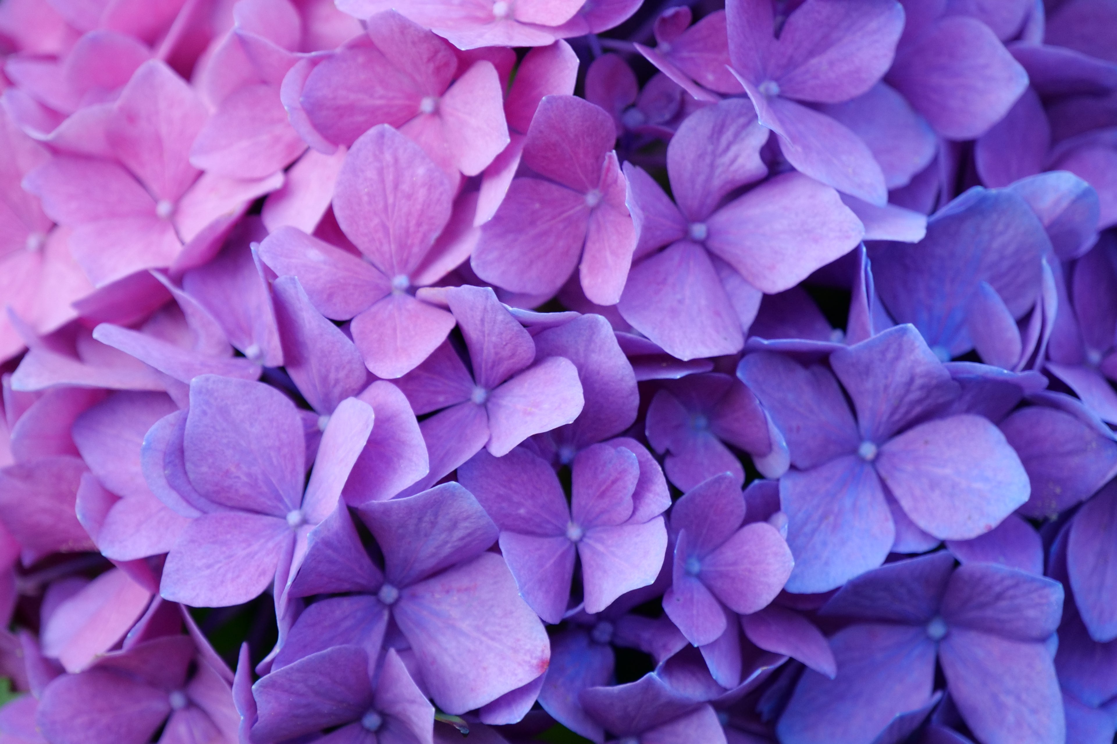 Can vinegar change the color of hydrangeas?