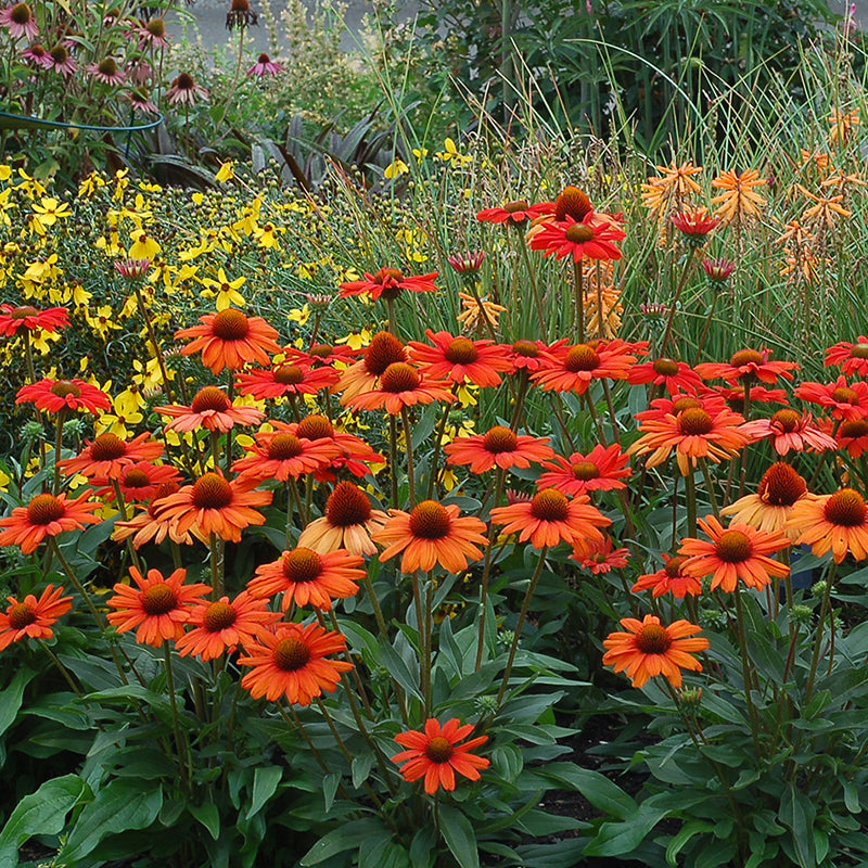 Kismet® Intense Orange Coneflower
