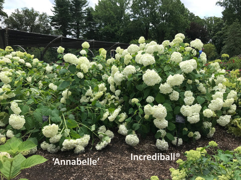 Annabelle and Incrediball hydrangea planted side by side with the Annabelle hydrangea flopping over considerably.