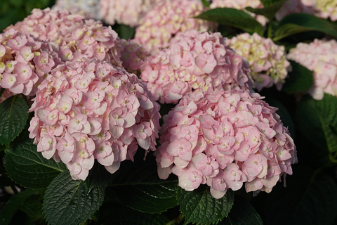 Pink bigleaf hydrangea flowers