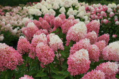 Several specimens of Hydrangea paniculata growing in a field showing the distinctive cone shaped flowers.